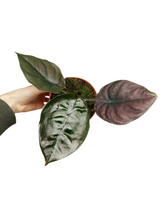 Alocasia Black Magic